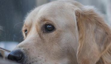 Милиция Бобруйска разыскивает мужчину за жестокое обращение с собакой